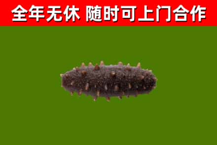 金凤烟酒回收干海参.jpg
